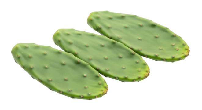 Isolated Prickly Pear cactus pads, harvested nopal vegetable on a clean surface for culinary use