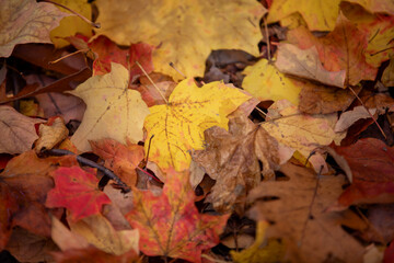 The brilliant colours of autumn leaves captured while hiking along a river in Toronto, Ontario, Canada.