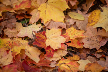 Fototapeta premium The brilliant colours of autumn leaves captured while hiking along a river in Toronto, Ontario, Canada.