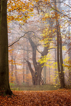 Br&auml;utigamseiche, Dodauer Forst, Eutin, Schleswig-Holstein
im Herbst im Nebel