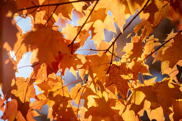 The brilliant colours of autumn leaves captured while hiking along a river in Toronto, Ontario, Canada.