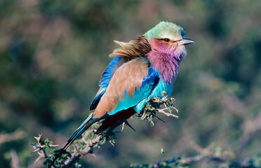 lilac breasted roller