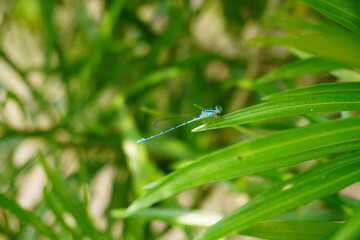 Macro closeup of blue damselfly perched on green grass blade