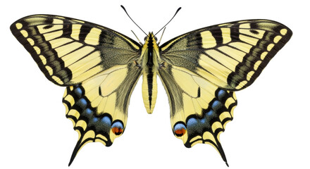 Isolated Old World swallowtail butterfly with open wings and detailed patterns on wings