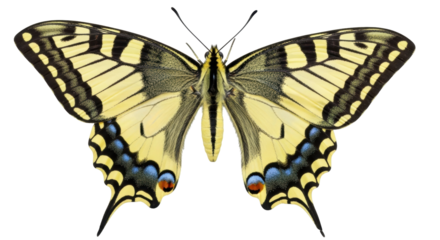 Isolated Old World swallowtail butterfly with open wings and detailed patterns on wings