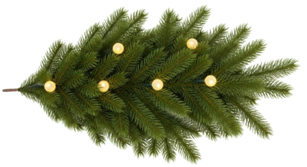 Isolated Christmas tree branch with small lights; green winter decoration for the holiday season