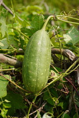 Closeup of cucumber vegetable fruit growing on plant vine