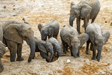 Elefanten in Elefantrus