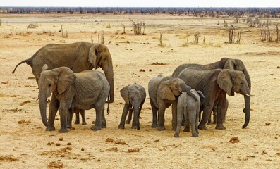 Elefanten in Elefantrus