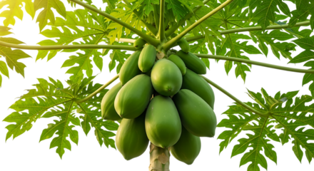 Cluster of unripe green papayas, hanging from a tree with large lobed leaves, cutout, PNG isolated on white or transparent background