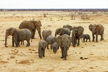 Elefanten in Elefantrus