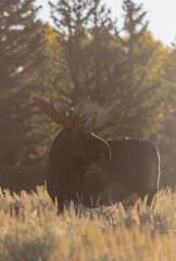 Bull Moose in Autumn in Grand Teton Naitonal Park Wyoming