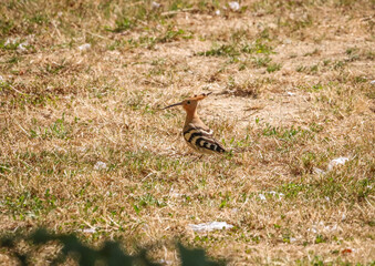 Avec la huppe © marie