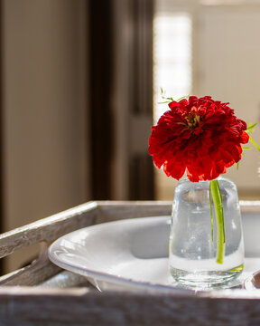 Homegrown red zinnia in simple glass bud vase, backlit