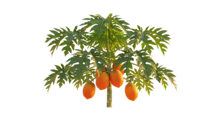 Papaya tree, with ripe orange fruits and green lobed leaves, cutout, PNG isolated on white or transparent background