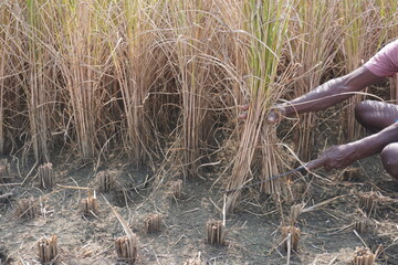 Indian farmer harvesting paddy rice in a field