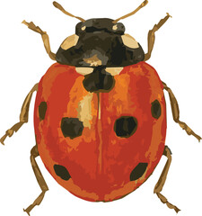 Vector watercolor illustration of a ladybug