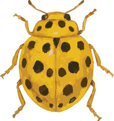 Vector watercolor illustration of a ladybug