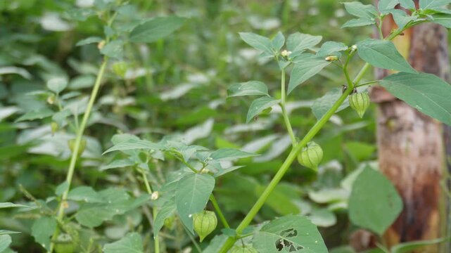 Ground Cherry plant growing in farm field