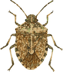 Vector watercolor illustration of a shiledbug