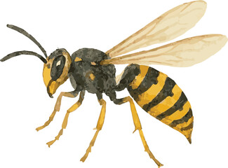 Vector watercolor illustration of a wasp