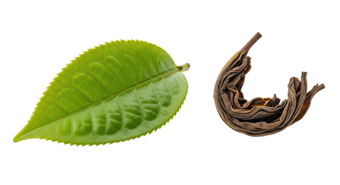 Close-up comparison of a fresh green leaf and a processed dried leaf