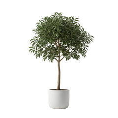 Digitally rendered tree with dense foliage inside a simple white planter