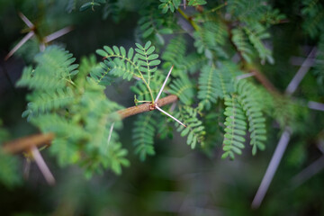 Thorny branches of acacia tree close-up in selective focus. Thorny green leaves of acacia tree branches.