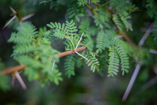 Thorny branches of acacia tree close-up in selective focus. Thorny green leaves of acacia tree branches. - Powered by Adobe