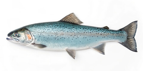 Obraz premium Silver trout fish seafood freshwater river lake nature aquatic speckled finned