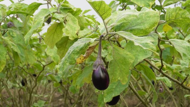 Eggplant growing on plant in agricultural farm field