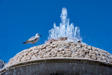 Brunnen mit Taube auf dem St. Petersplatz, Rom