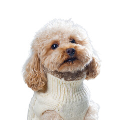 White miniature poodle isolated on transparent background. Studio shot of a dog. Maltipoo