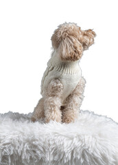 White miniature poodle isolated on transparent background. Studio shot of a dog. Maltipoo