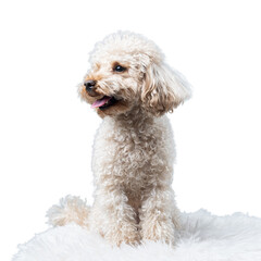 White miniature poodle isolated on transparent background. Studio shot of a dog. Maltipoo
