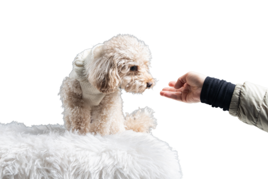 White miniature poodle isolated on transparent background. Studio shot of a dog. Maltipoo