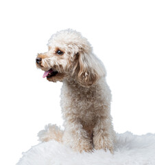 White miniature poodle isolated on transparent background. Studio shot of a dog. Maltipoo