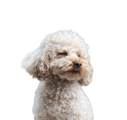 White miniature poodle isolated on transparent background. Studio shot of a dog. Maltipoo
