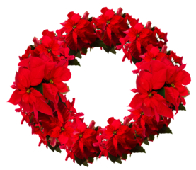 scarlet poinsettia flower or christmas star