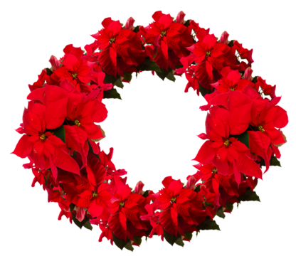 scarlet poinsettia flower or christmas star