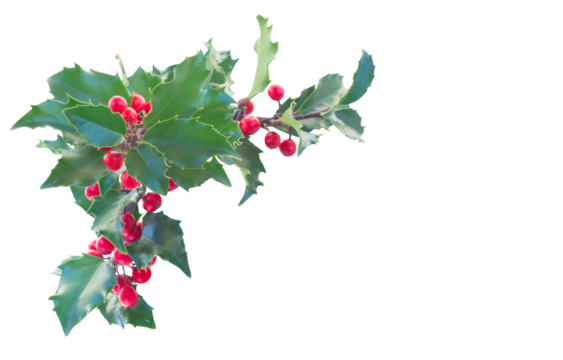 Holly branch