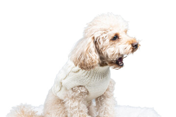 White miniature poodle isolated on transparent background. Studio shot of a dog. Maltipoo