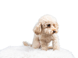 White miniature poodle isolated on transparent background. Studio shot of a dog. Maltipoo