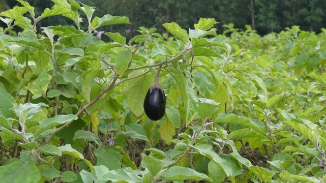 Brinjal Eggplant Plant with Fruit in Field CloseUp