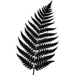 fern frond on white
