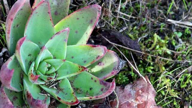 Lanceleaf Liveforever Hybrid, Dudleya X Lanceolata, a graceful native synoecious perennial herb displaying rosetted deltoid drying succulent leaves during late Winter in Coastal Los Angeles County.
