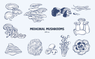 Set of various medicinal mushrooms. Hand drawn vector illustrations  in an engraving style
