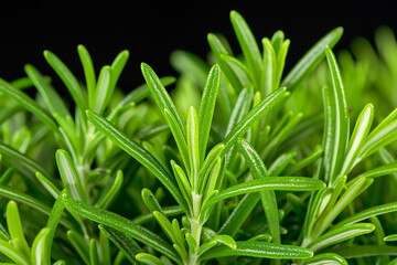 Obraz premium Freshly Gathered Micro Rosemary Sprigs Glistening with Water Droplets, Showcasing Their Vibrant Green Color and Delicate Texture in a Sunlit Kitchen Setting
