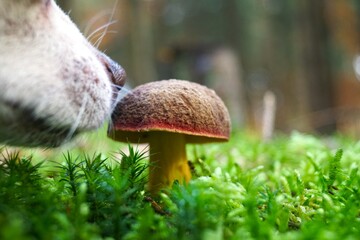 mushroom in the moss