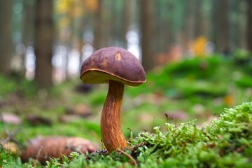 mushroom in the forest